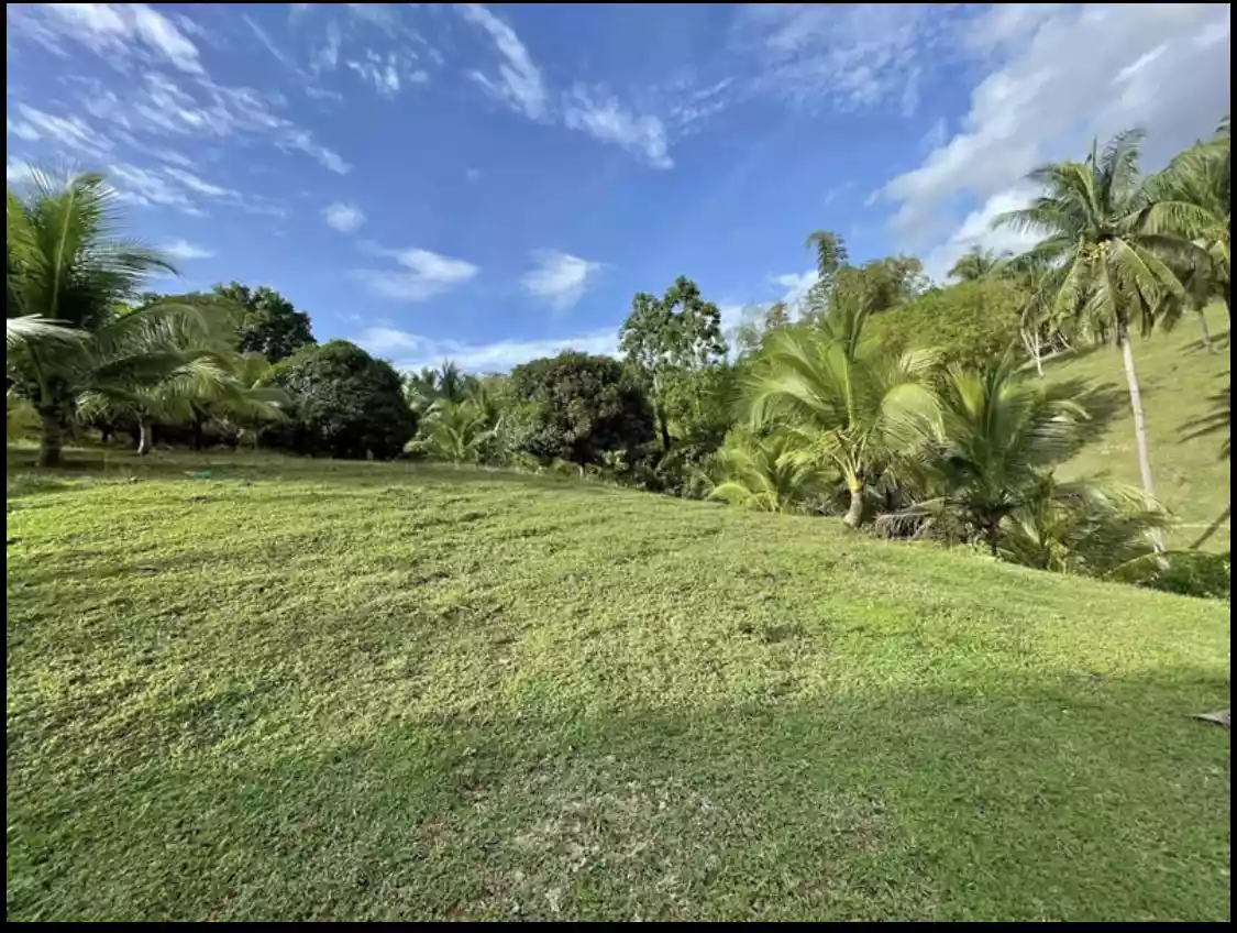 Titled Farmlot in Toledo City — Agricultural Lot in Cebu, Philippines — Photo 2