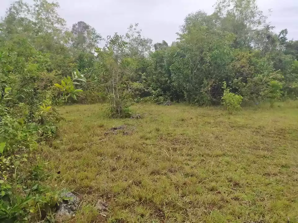 1384sqm clean title lot in Tinago Dauis Panglao Island Bohol 1,500 per sqm 3rd lot - photo 5