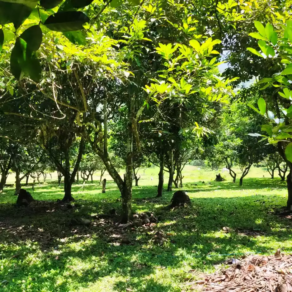 15.8 Hectares for sale - photo 3