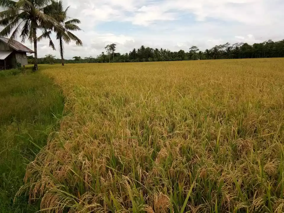 3 Hectares Ricefield or Basakan in Esperanza, Agusan Del Sur - photo 3