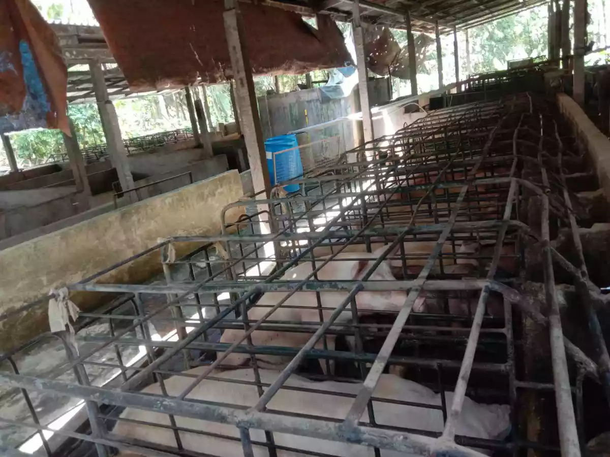 Open photo 11 of 21 — 1 HECTARE FOR SALE IN POLOMOLOK