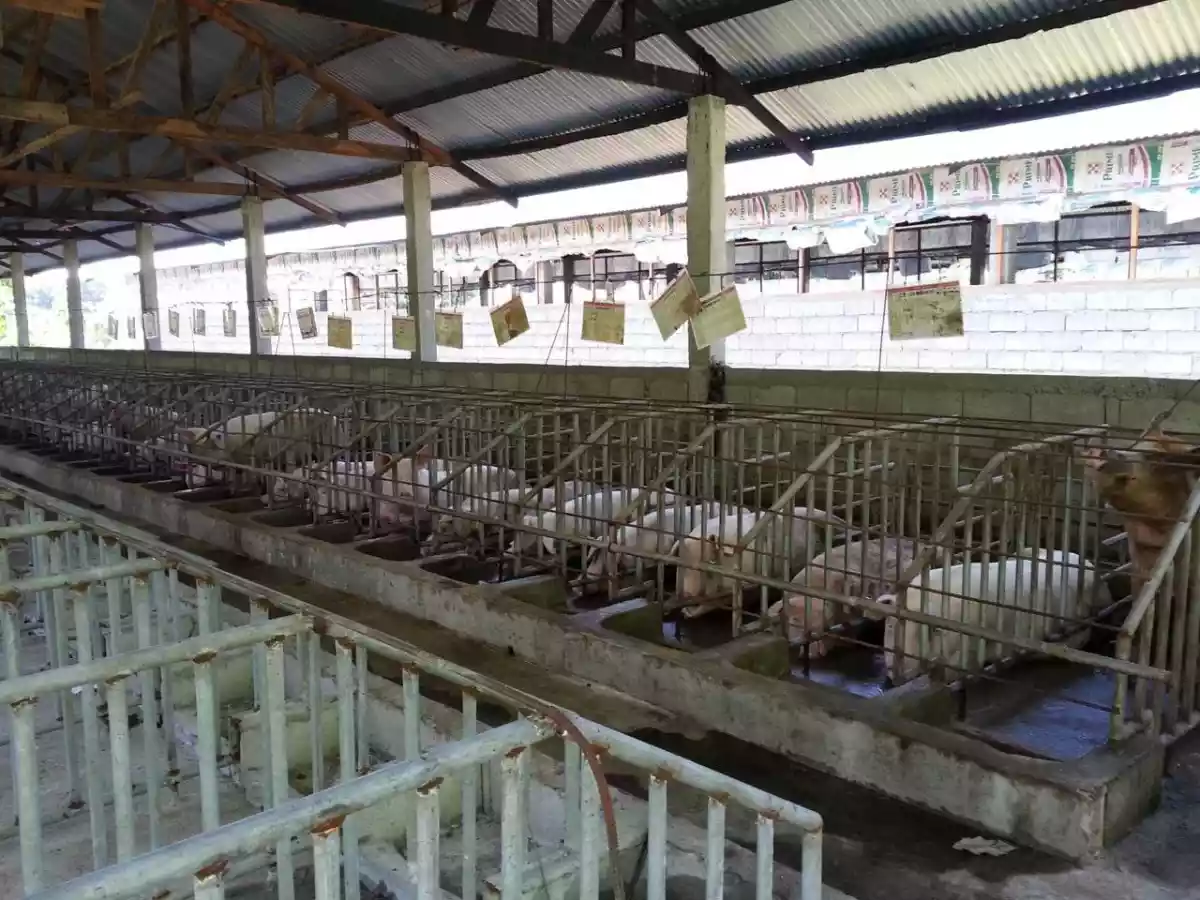 PIGGERY FOR SALE — Agricultural Lot in Negros Oriental, Philippines — Photo 4