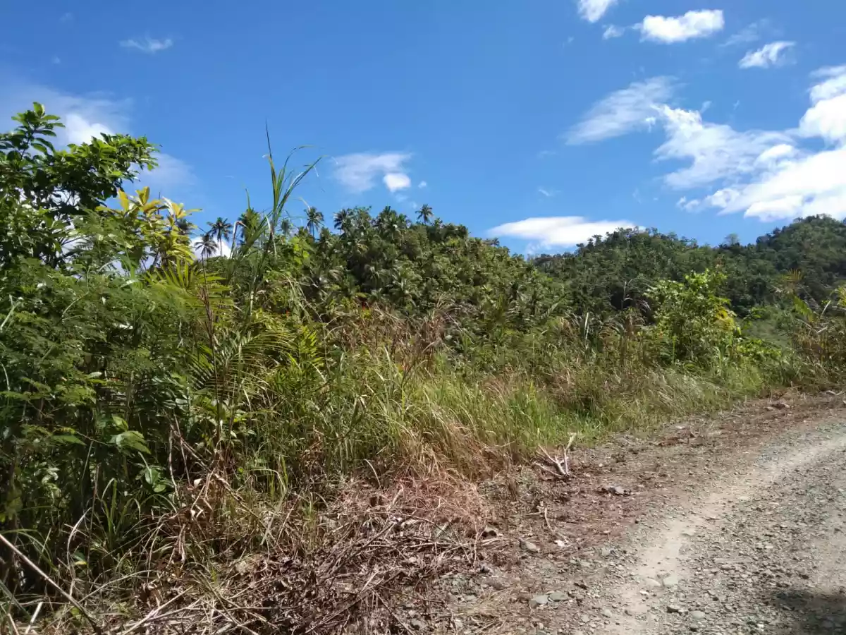 Balamban Property