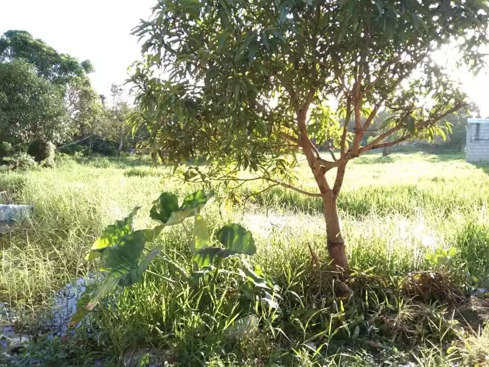 Open photo 11 of 12 — Rush For Sale-Residential Lot