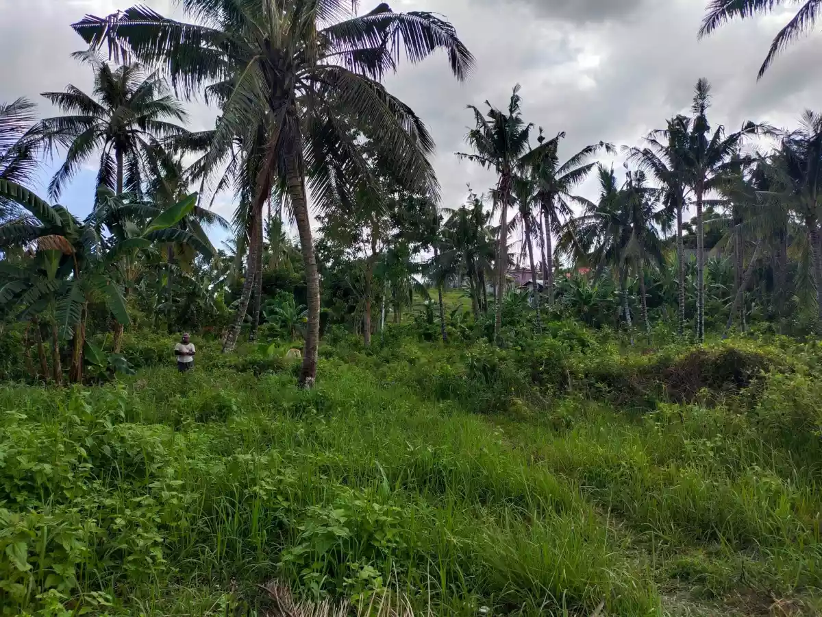 For Sale Titled Lots in Bolinawan, Carcar City — Residential Lot in Carcar City, Cebu, Philippines — Photo 4