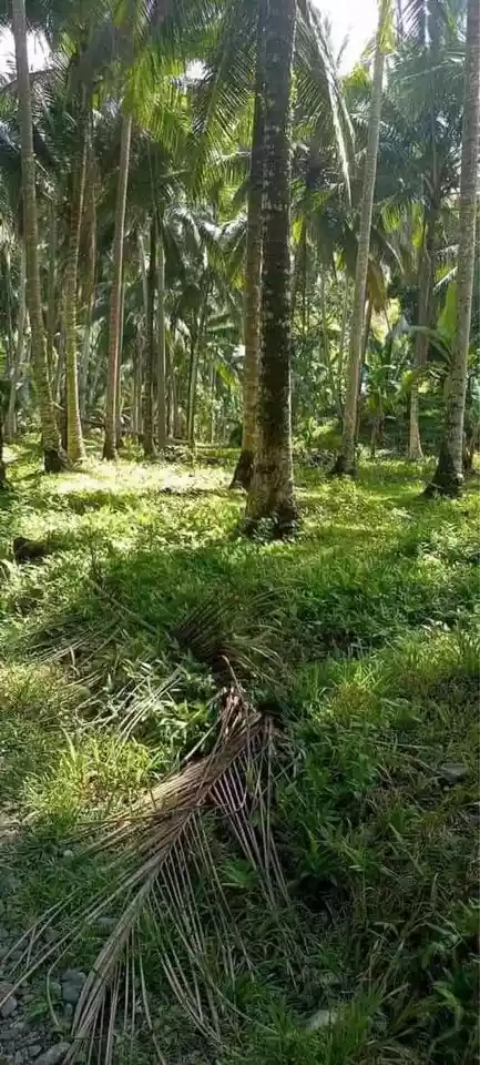 Farmlot For Sale