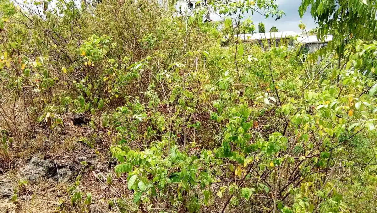 Lot for sale - photo 4