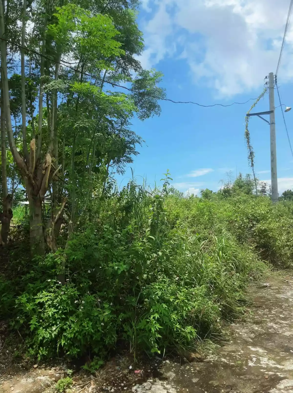 Lot for sale inside subdivision  - photo 4