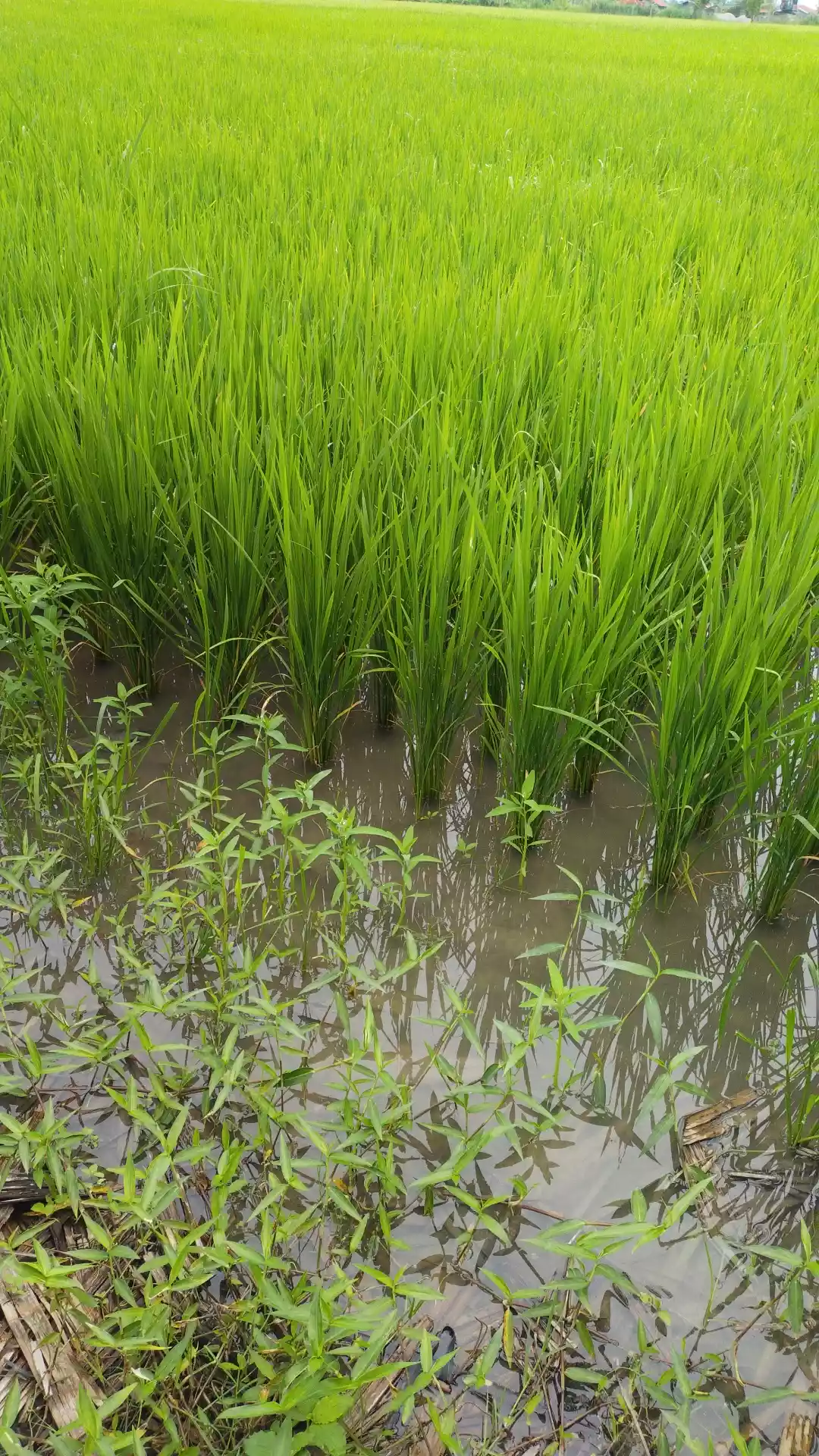 Rice farm at tantangan South cotabato - photo 4