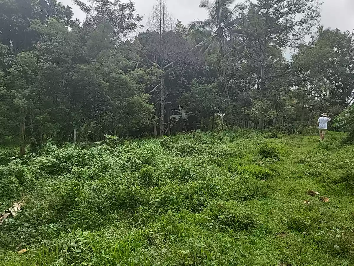 Agricultural Land For Sale — Agricultural Lot in Linamon, Lanao del Norte, 9201 — Photo 2