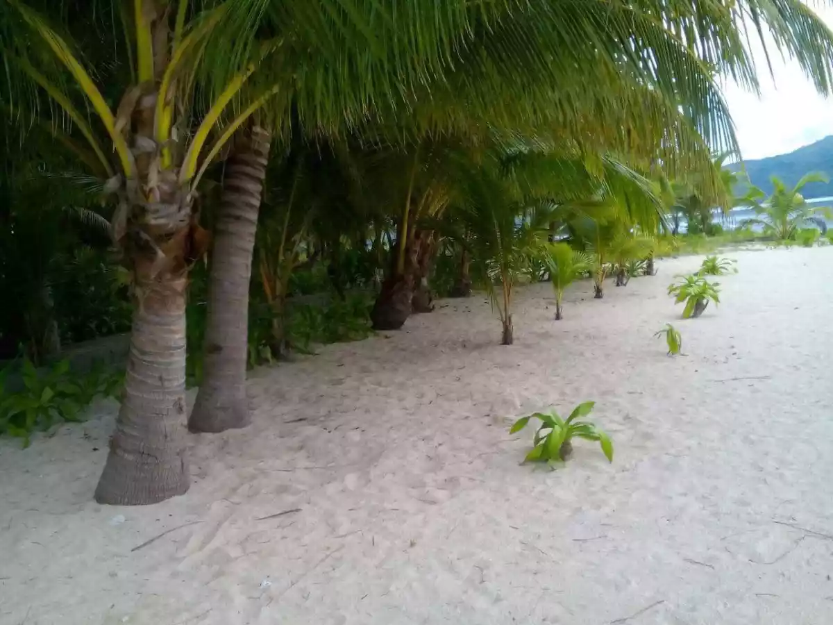 BEACH LOT FOR SALE IN DINAGAT — Island in cagdianao — Photo 4