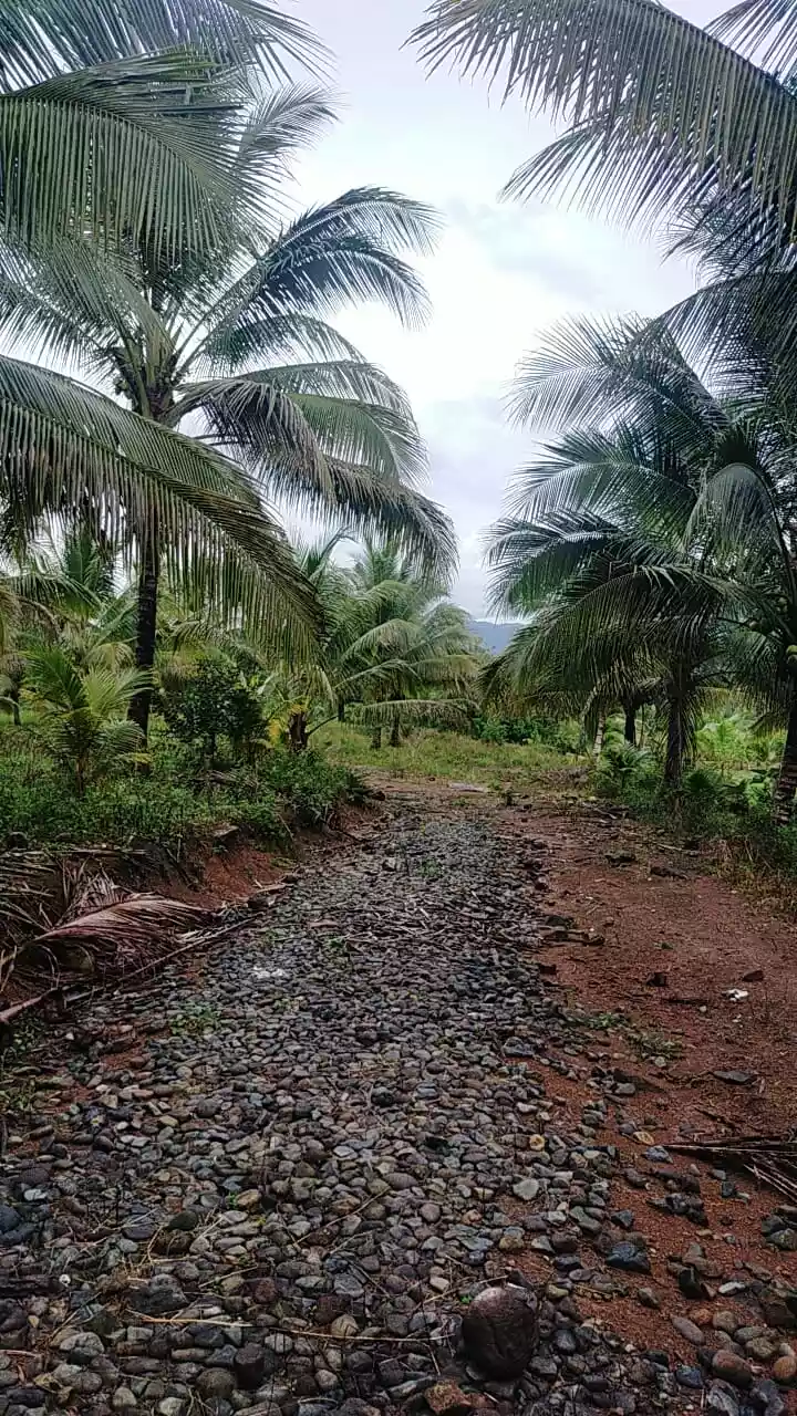 2.6 HECTARS FARMLAND. IDEAL FOR POSSIBLE SUBDIVISION. ALONG NATIONAL ROAD. PAGADIAN CITY - photo 3