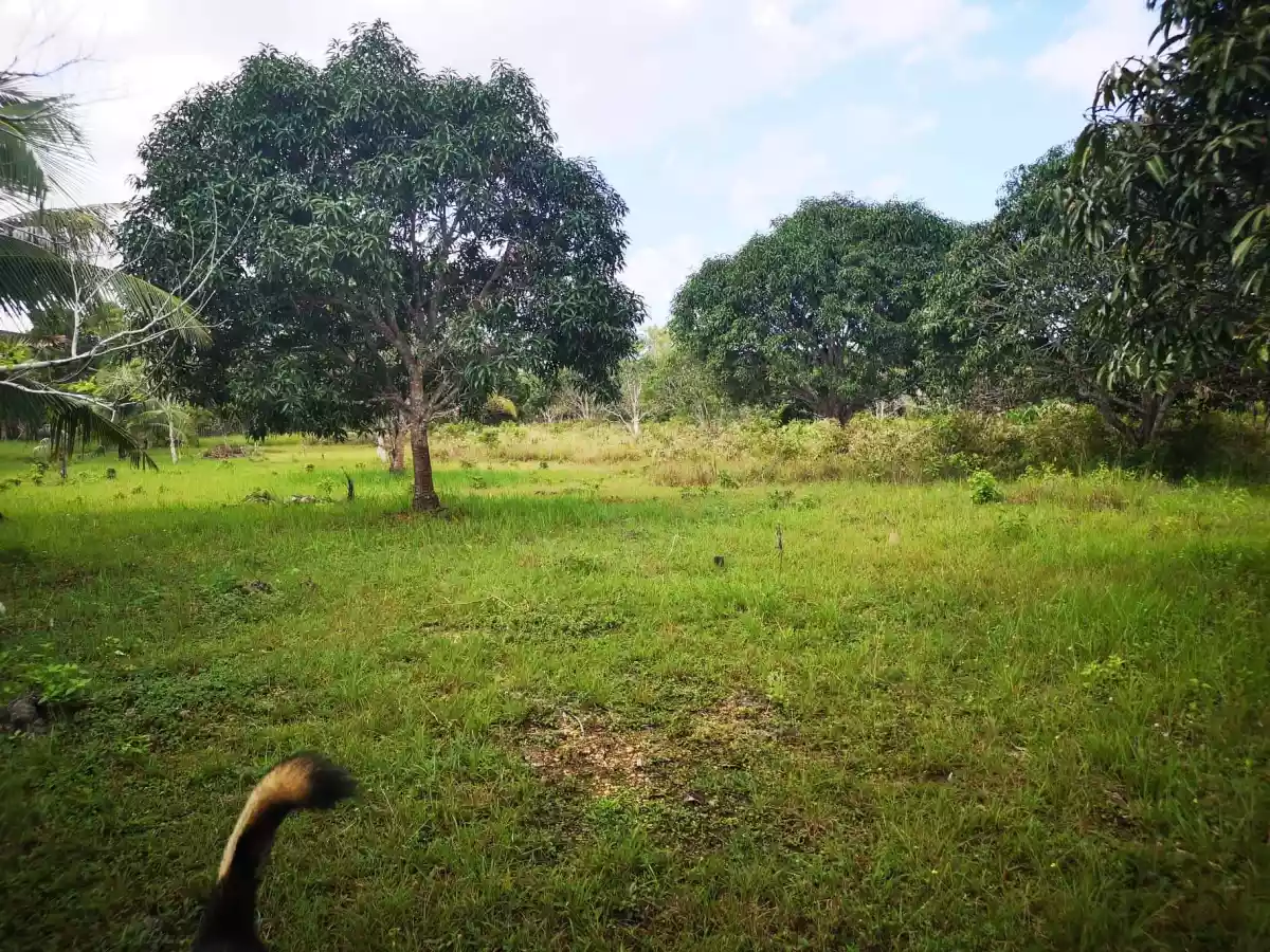 Open photo 12 of 15 — Property for Sale in panglao