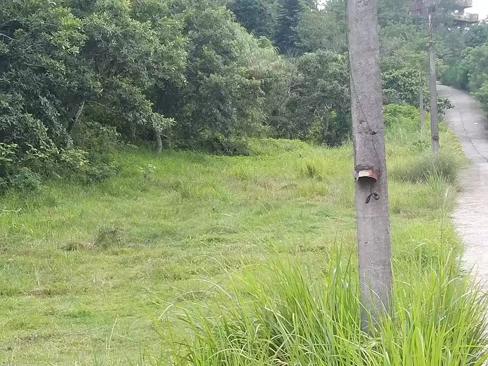 RUSH SALE 2 HECTARE LAND IN LEMERY BATANGAS OVERLOOKING TAAL LAKE! — Agricultural Lot in Diokno Highway, Lemery, Batangas — Photo 5