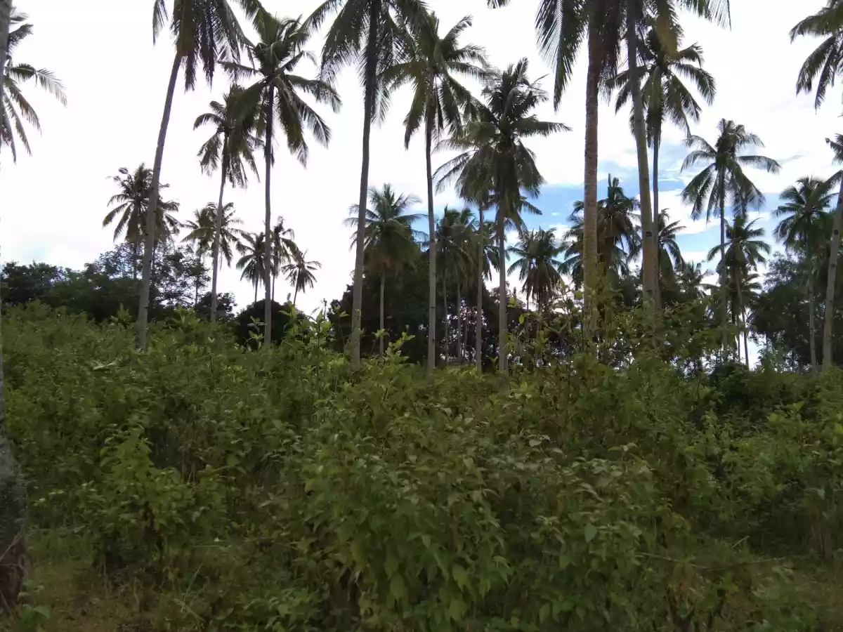 White Sand Beach Lot - photo 4