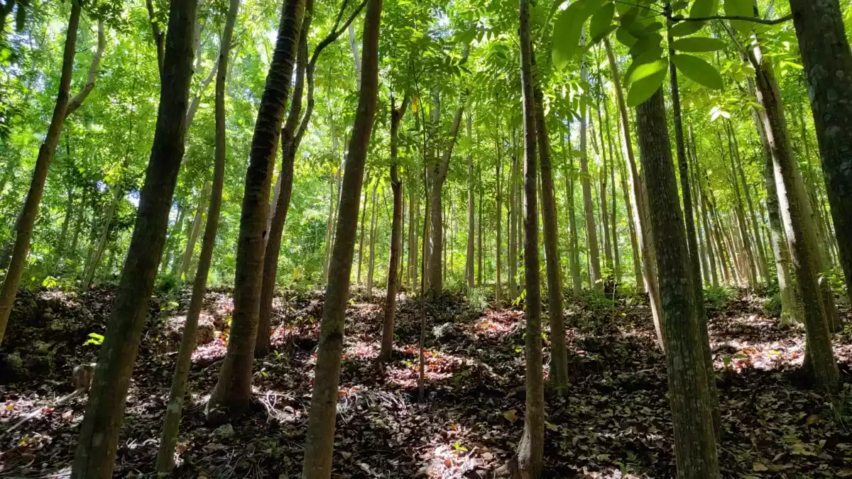 Lot For Sale with Mahogany trees in Danao City  - photo 3