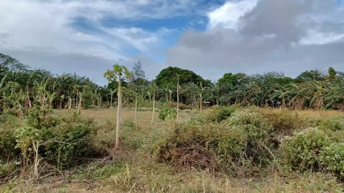 Pulupandan Lot for sale along the road — Commercial Lot in Negros South Road, Pulupandan, Negros Occidental — Photo 5
