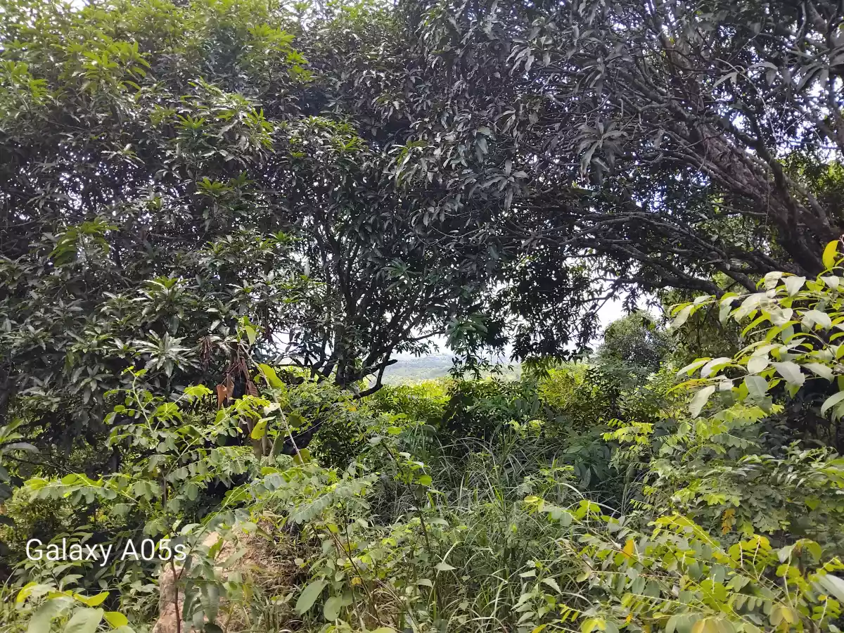 Land For Sale — Agricultural Lot in Guimaras, Philippines — Photo 4