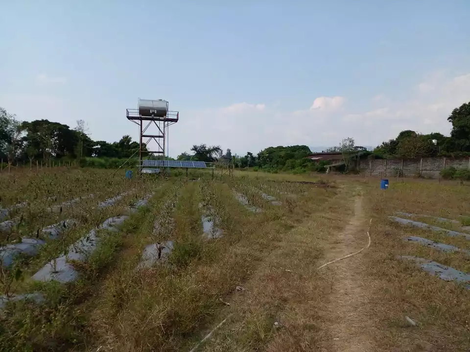 Zambales Developed 6.8 has fenced farm - exp to 10has — Agricultural Lot in Zambales, Philippines — Photo 4