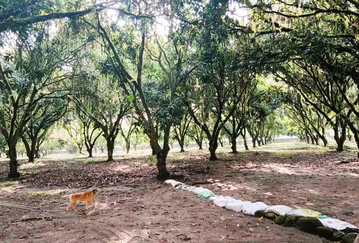 Income generating 8 hectare Farm for sale! — Agricultural Lot in Surallah, South Cotabato, Philippines — Photo 2