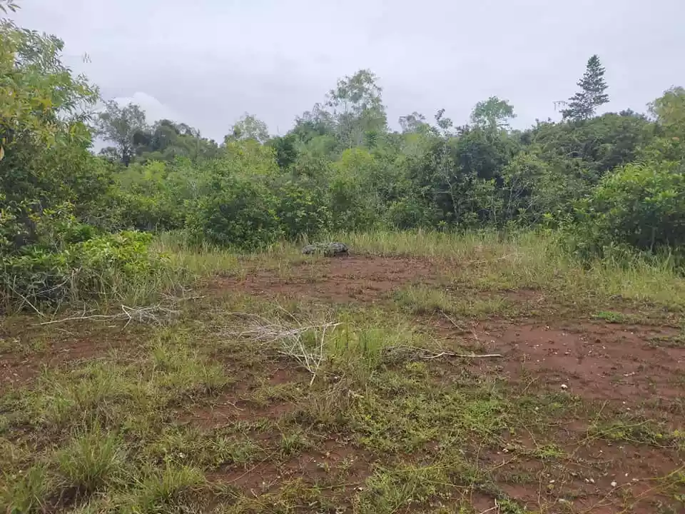 1384sqm clean title lot in Tinago Dauis Panglao Island Bohol 1,500 per sqm 3rd lot - photo 2