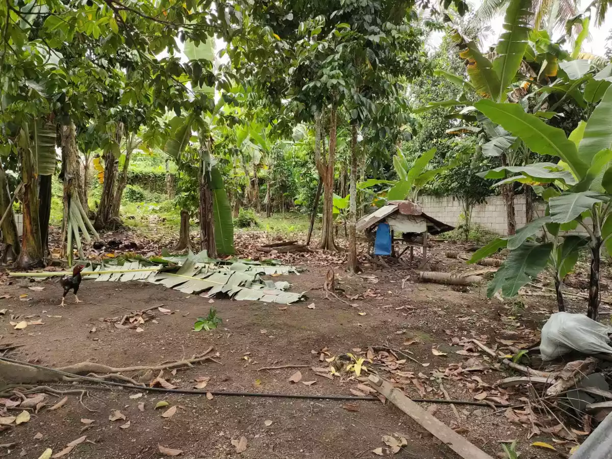 429 SQM. LOT FOR SALE IN JAWA VALENCIA - photo 3