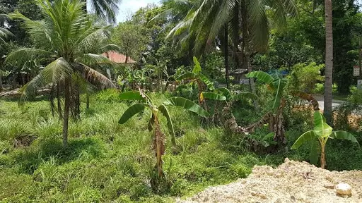 LOT for sale or for lease in Asturias, Cebu — Agricultural Lot in Asturias, Cebu, Philippines — Photo 4