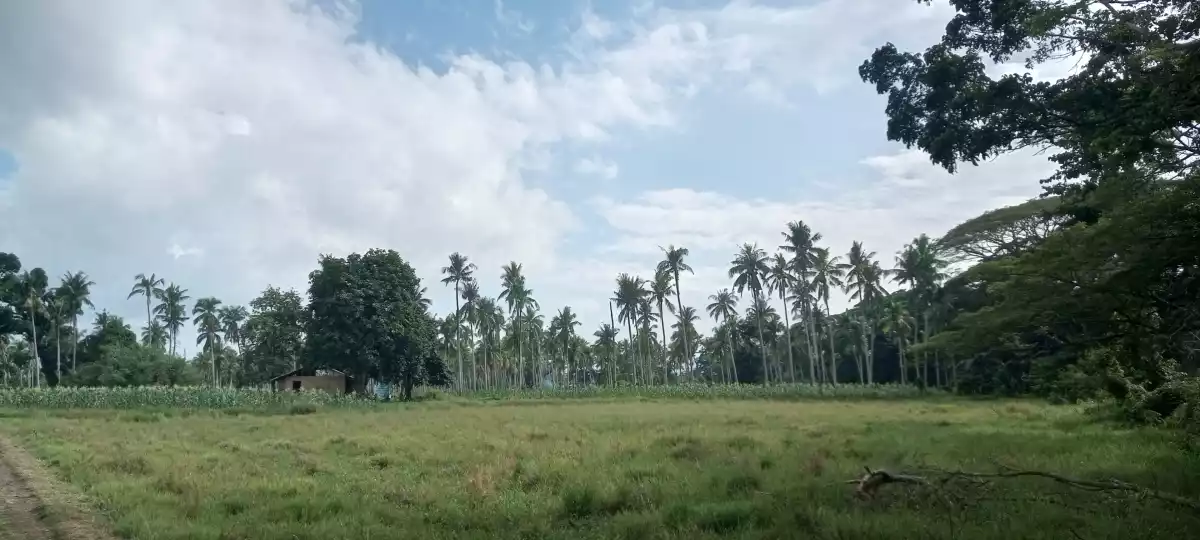 Titled Farm lot Good For Housing — Agricultural Lot in Puerto Princesa South Road, Puerto Princesa, Palawan — Photo 6