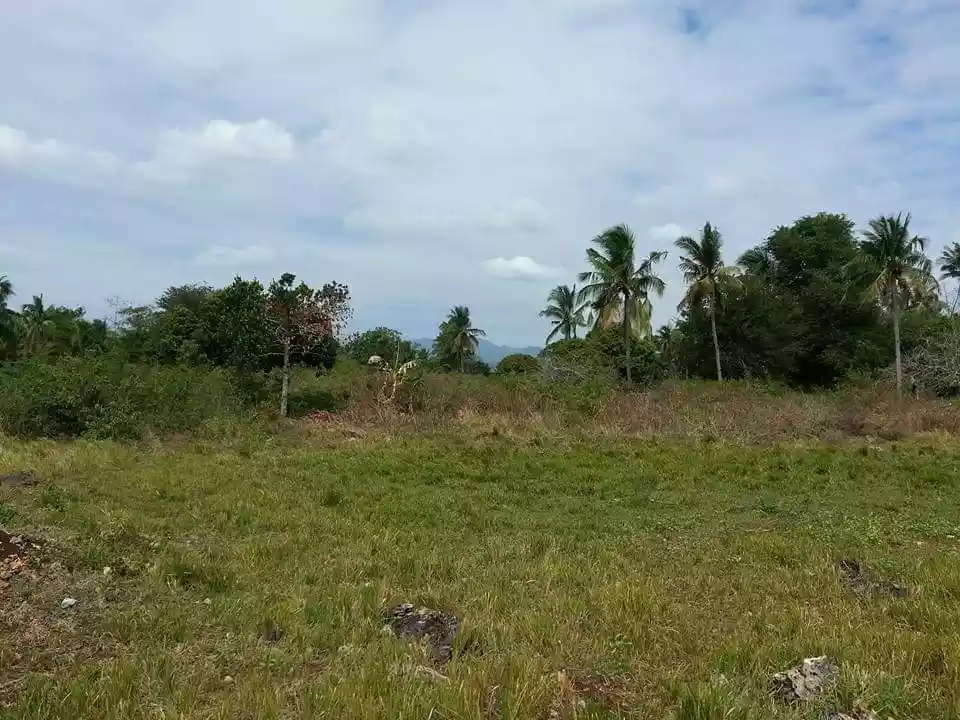 Agricultural Lot with Mango Trees - photo 3