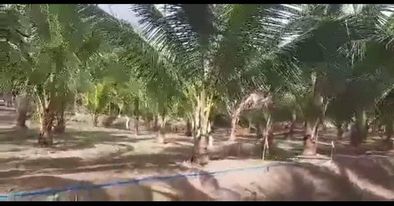 Lot for sale — Residential Lot in Calaca, Batangas, Diokno Highway — Photo 2