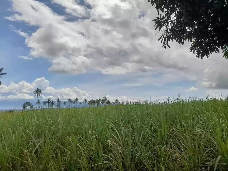 2.8 Hectares Jantianon, Amlan Negros Oriental - photo 6