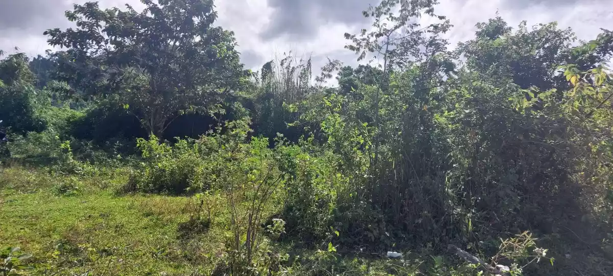 Agri Land for Sale - photo 7