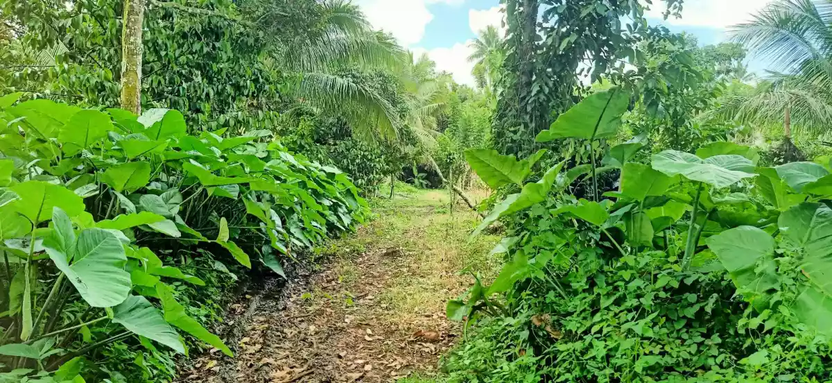 For Sale: LOT only near Malagos Garden Resort- Calinan, Davao City — Agricultural Lot in Calinan-Baguio-Cadalian Road, Davao City, Davao del Sur — Photo 2