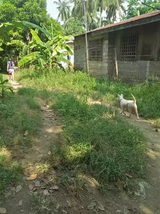 Residential lot in Cotcot Liloan - photo 3