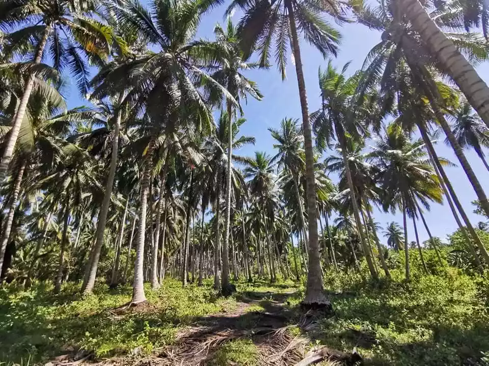 1.2 Hectares Coconut Farm For Sale! — Agricultural Lot in General Santos City, South Cotabato, Philippines — Photo 6