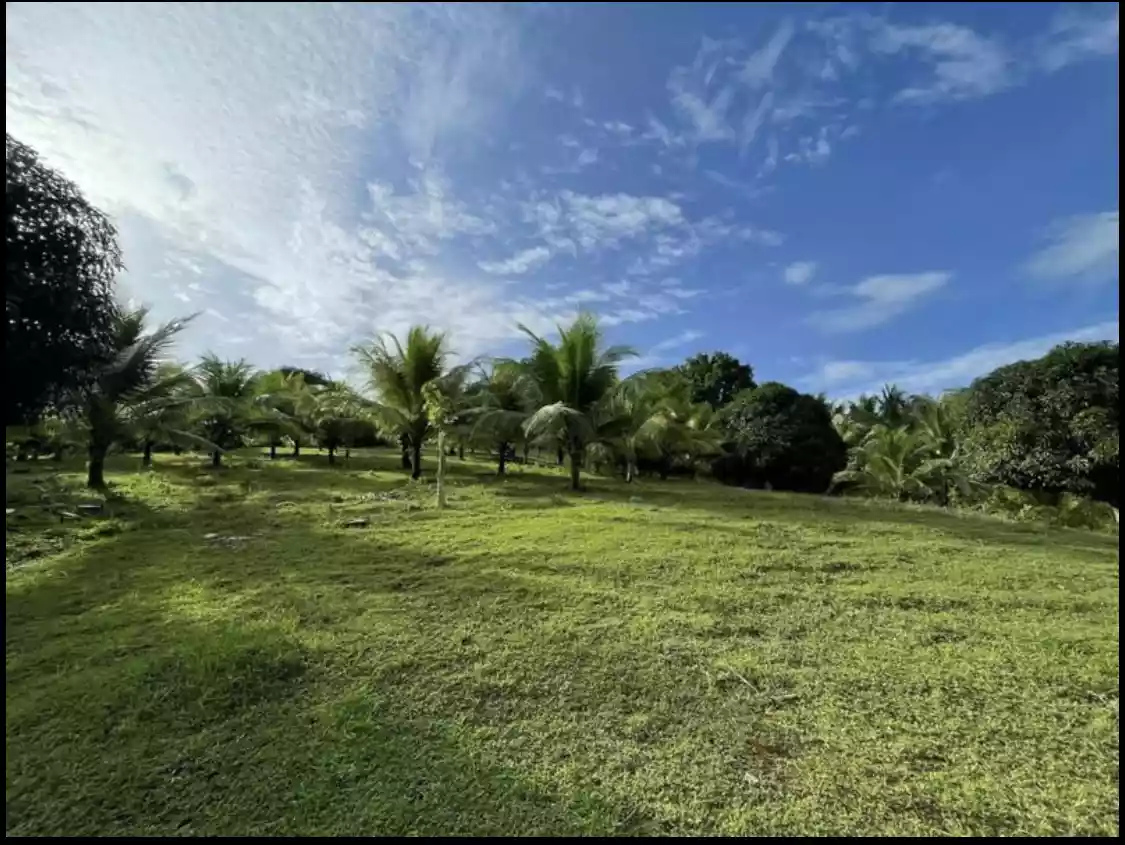 Titled Farmlot in Toledo City — Agricultural Lot in Cebu, Philippines — Photo 5