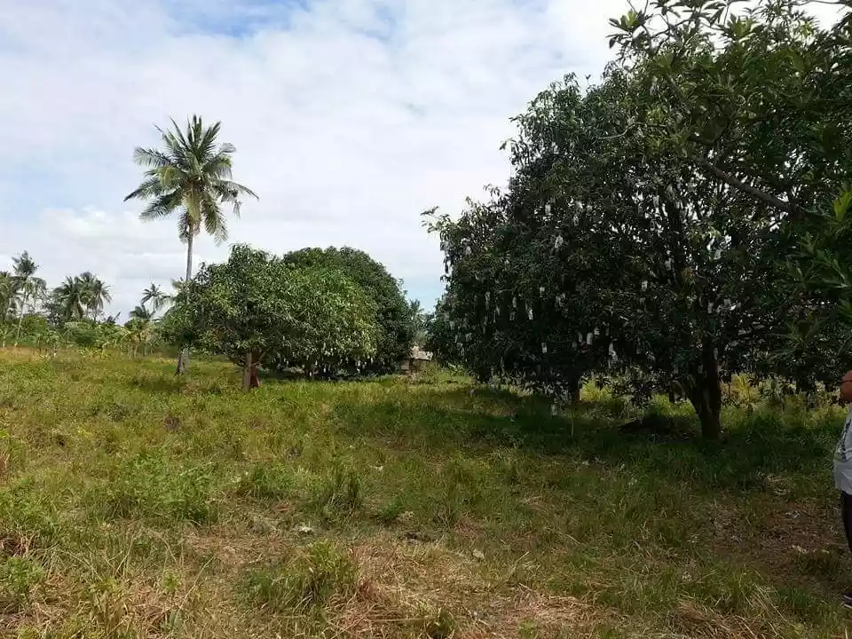 Agricultural Lot with Mango Trees - photo 2
