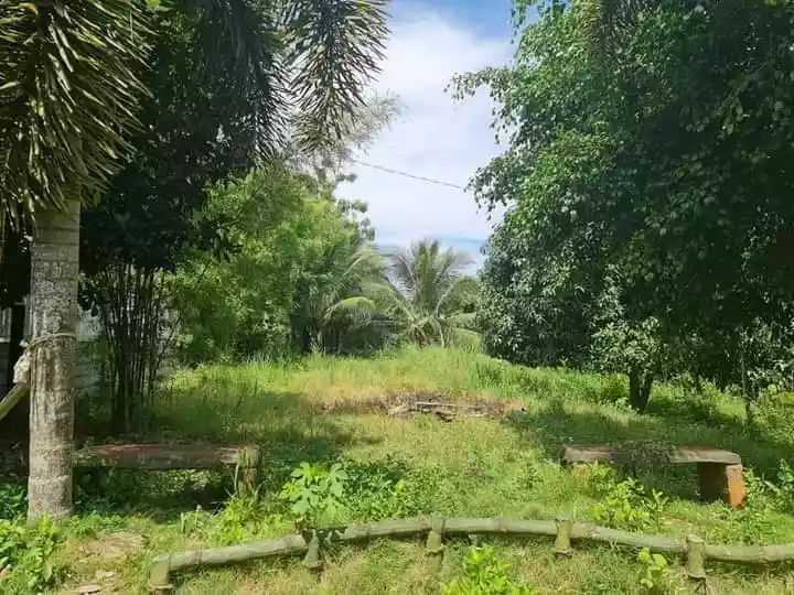 1 HECTARE FARM IN ALABEL - photo 6