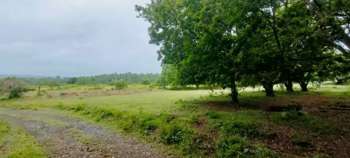 Residential Land along the National Highway — Residential Lot in Calinan District, Davao City, Davao del Sur — Photo 5