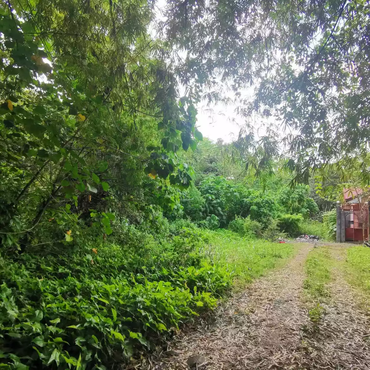 LOTS FOR SALE IN JANIUAY, ILOILO (with clean title each lot) 
