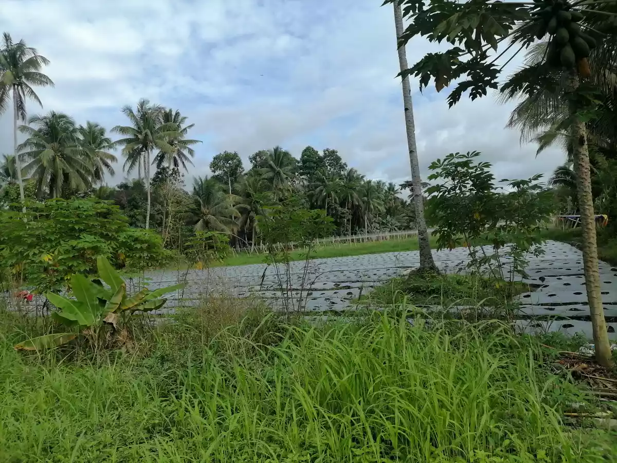 10 titled residential lot — Residential Lot in Agusan Del Norte, Philippines — Photo 5