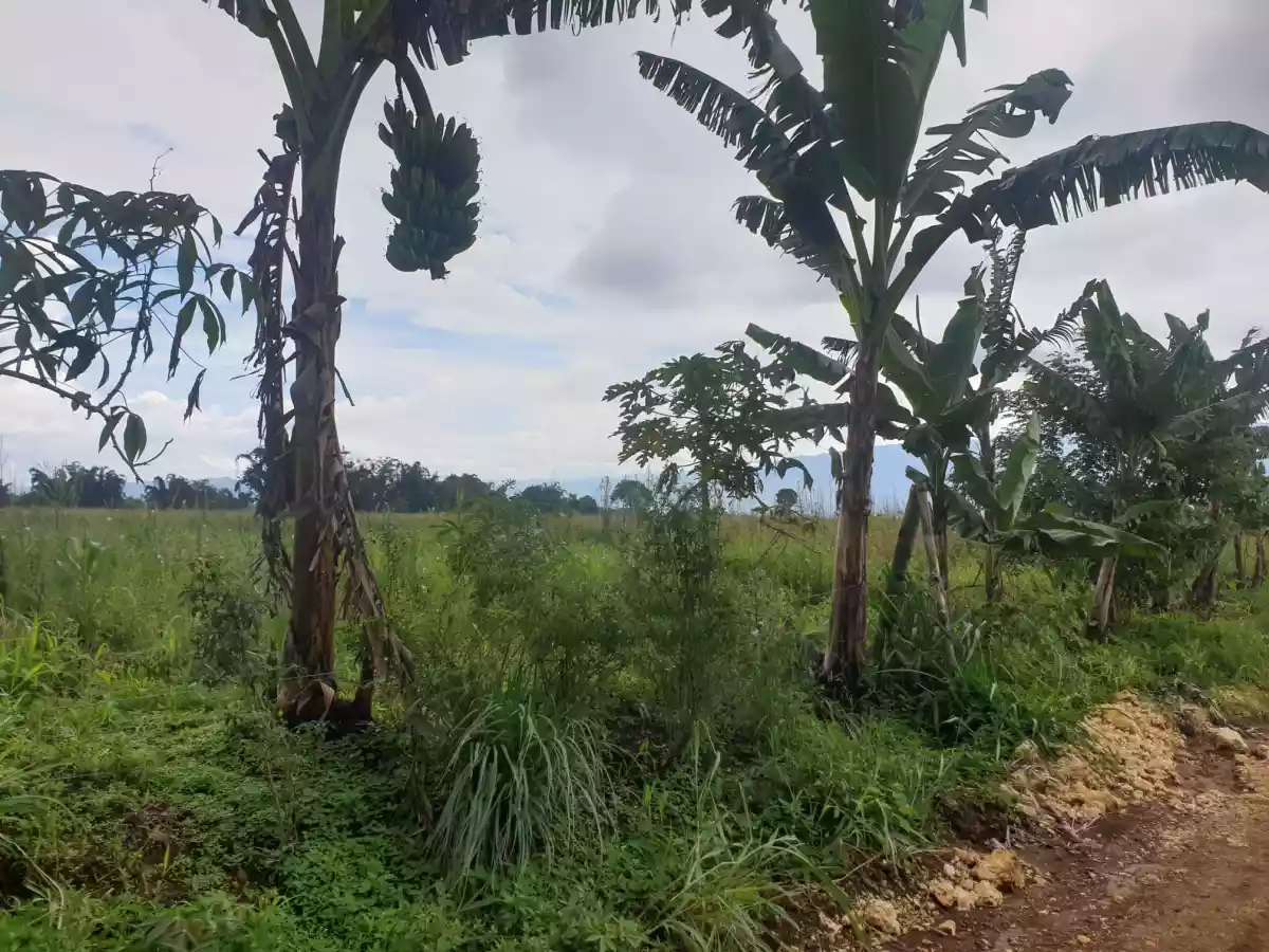 Agricultural Lot for Sale! — Agricultural Lot in Bukidnon, Philippines — Photo 6