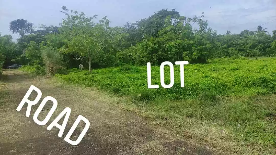 Rush Sale Farm Lot in City of Tayabas, Quezon — Agricultural Lot in Quezon, Philippines — Photo 3