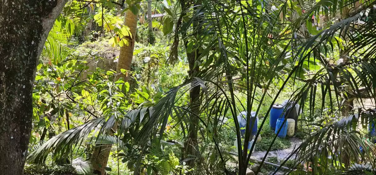 CABUNGAHAN AGRICULTURAL LOT - photo 6