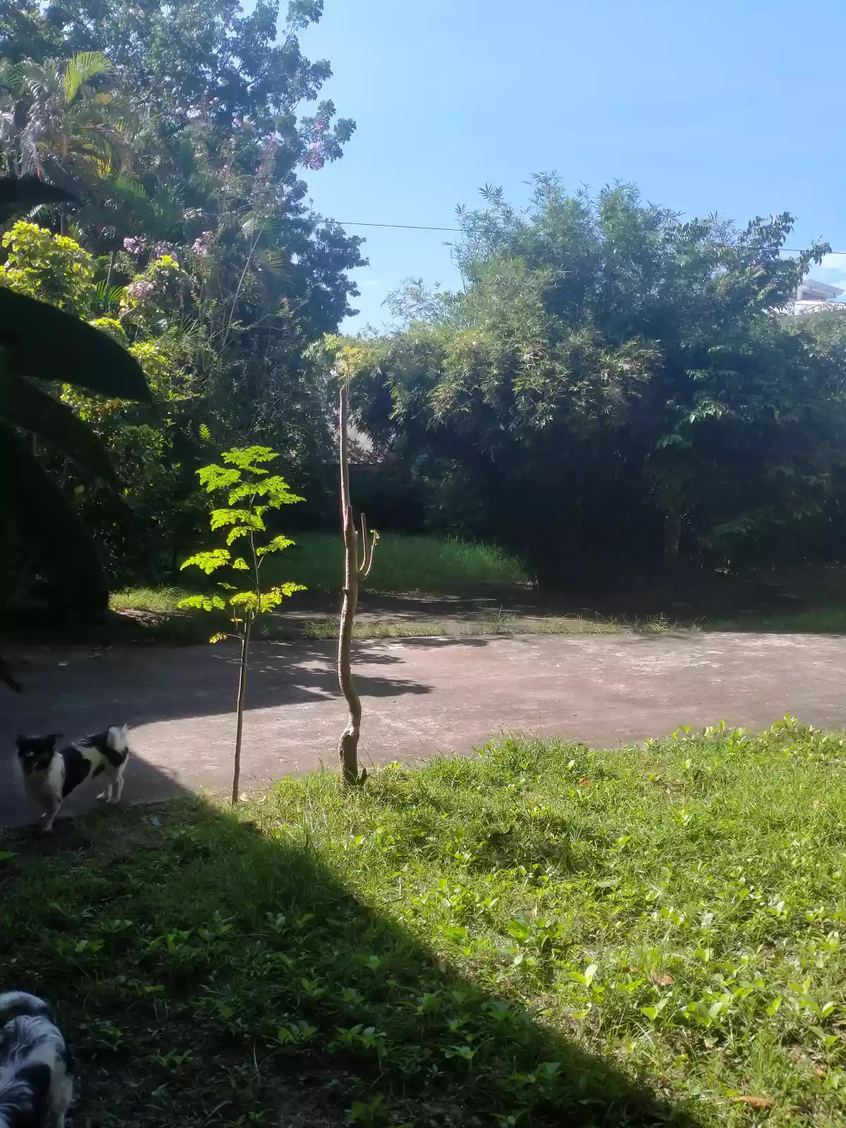 Affordable Clean title House and Lot for Sale in Bantayan, Dumaguete City, near ABC gym — House and Lot in D. B. Catapusan Street, Dumaguete, Negros Oriental — Photo 5