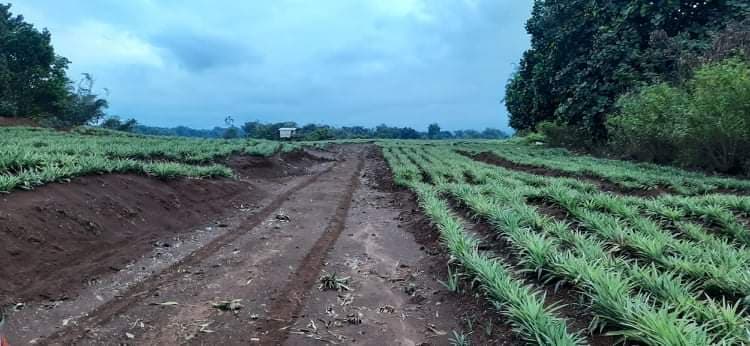 Land for Sale - photo 3