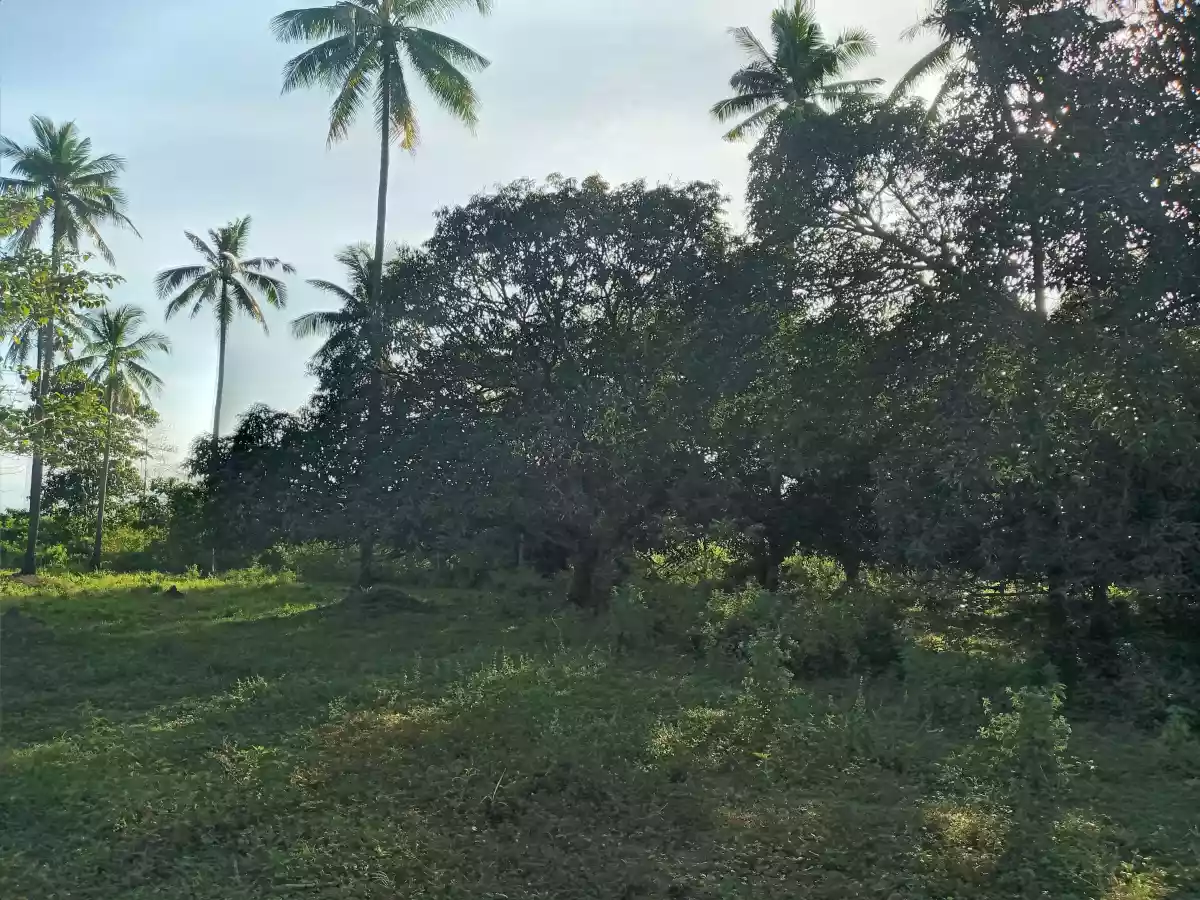 2.3 Hectares Agricultural Lot for Sale - photo 5