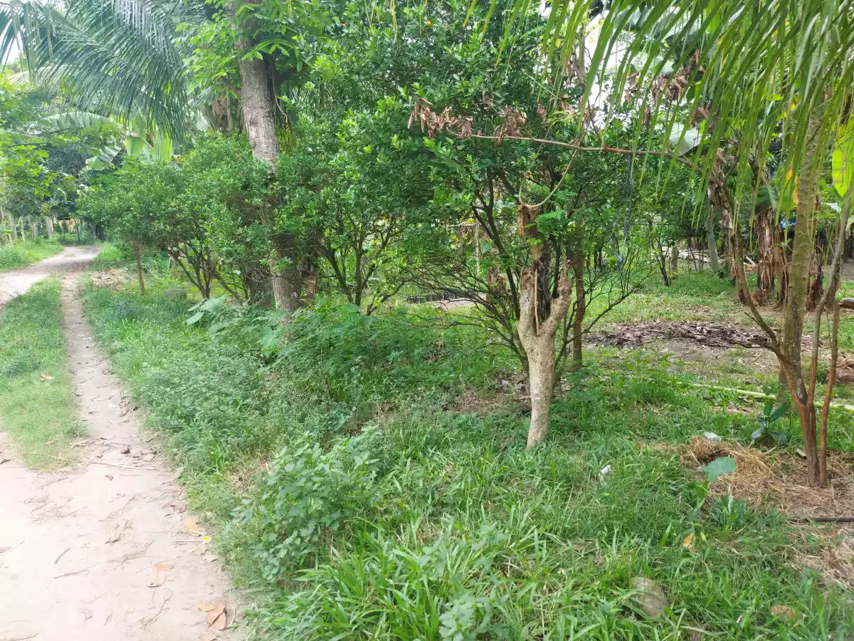 Lot for Sale in Dumaguete - photo 3