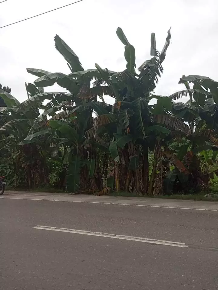 Western Cebu Properties -1 - photo 2