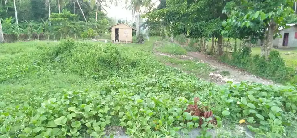 Lot for sale along provincial highway of Poblacion Pio V. Corpus Masbate — Residential Lot in Masbate, Philippines — Photo 3